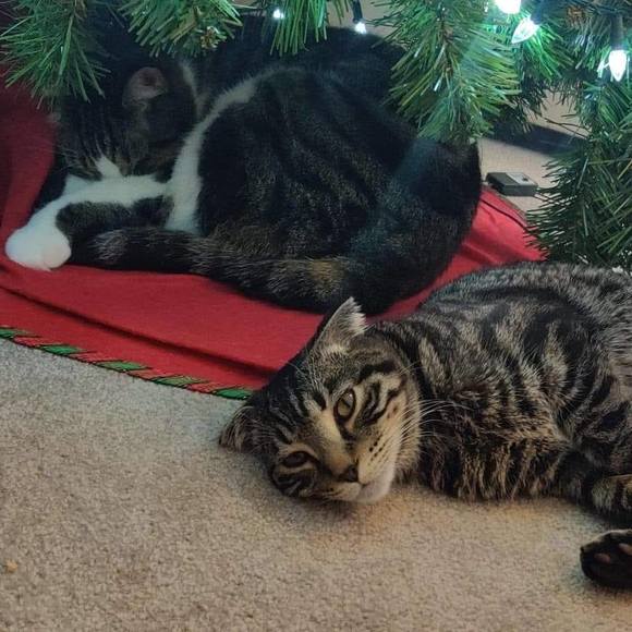 Meet your Posher, Jo - Picture 1 of 1